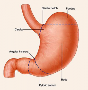 GI Surgery
