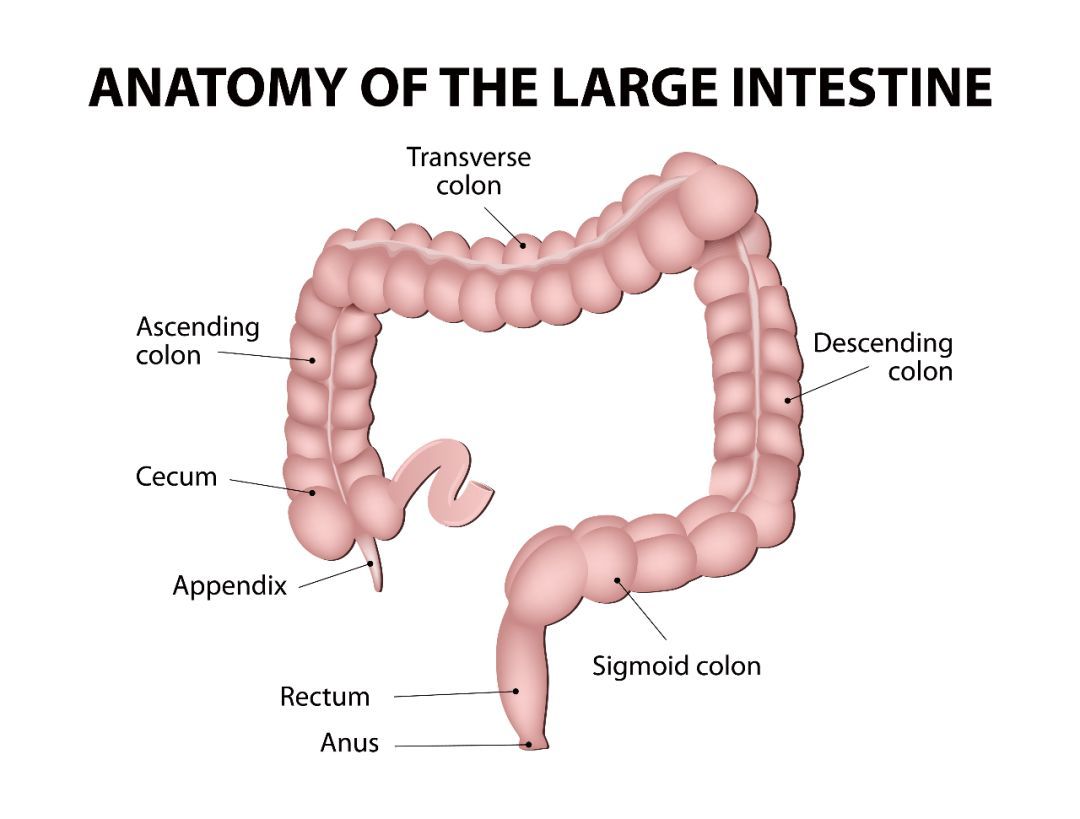 Large Intestine